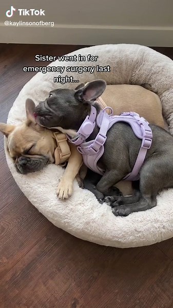 Lost Sister: Lavender's Emotional Journey