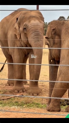 Elephants: The Gentle Giants With Superpowers!