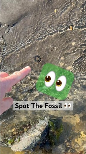 Surprising Fossil Hunting Find⁉️(Near Where Mary Anning Used To Live🤔)#fossilhunting#ichthyosaurus