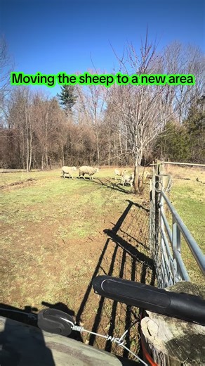 A lot of work to do, moving the sheep to another area#creator #fyp #viral #repost #sheep