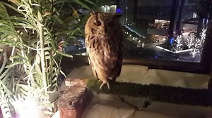 This incredible cafe in Tokyo, Japan is full of owls! For the latest in luxury, visit destinationluxury.com #dlxrestaurant | Destination Luxury