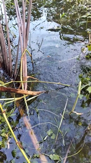 Best fishing time,,,