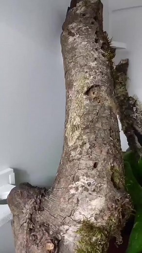 Wait for it😱😱 Amazing camouflage😯 #fyp #alien #trending #OMG #viral #video #viralreels #viralvideo #Real #realestateagent #viralpost #viralshorts #viralpage #trend #trendingreels #trendingnow | Unexplained Mysteries