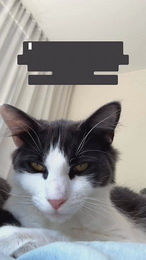 24 reactions | Feline intelligence are goi mg above and beyond. The physical and emotional turmoil is real #cat #cats #catsoftiktok #catsofinstagram | Luke Buchanan | Facebook