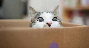 153K views · 1.8K reactions | Why cats love boxes so much. | Insider Tech | Facebook