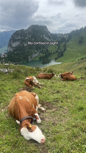 Exploring Cortisol Levels in the Swiss Alps