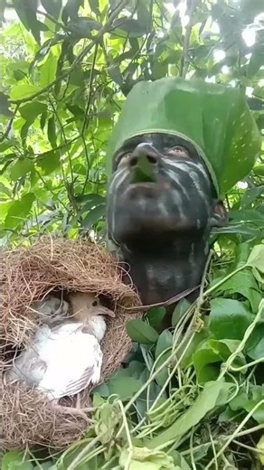 forest human# bird# sound# call# youtube# shorts# video