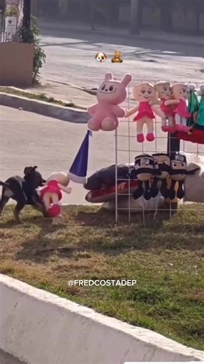 Fred Costa on Instagram: "Ele tentou. Ele quase conseguiu. Mas foi pego no flagra. 🐶🧸😂 O cachorrinho “larápio” largou a pelúcia no meio do caminho e fugiu. Resultado? Risadas, fofura e um crime 100% perdoado."