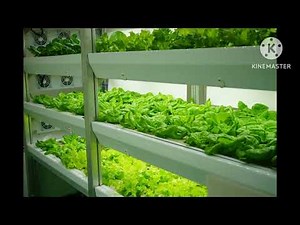Inside India’s High-Tech Vertical Farms भारत में ऊर्ध्वधरता खेती।
