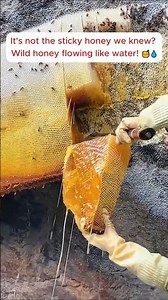 Did the honeybees' celestial tower collapse? The shocking truth behind the liquid wild honey 🍯😱