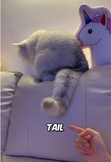 Understanding Cat Tail Communication Techniques