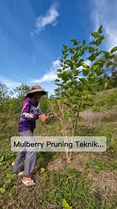 1.6M views · 6.5K reactions | Farmer tatay ... Mulberry Pruning Teknik ... | Eric Repizo | Facebook