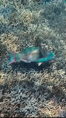 降りそそぐ光と珊瑚の楽園 ｜ 西表島スキンダイビン
