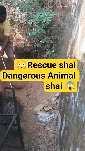 🦔 Dangerous Rescue of Sahi | Sawarla Forest Department Ka Risky Operation #wildlife #rescue #animals