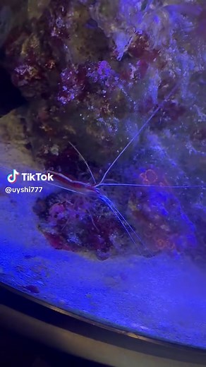 Découvrez le monde de Nemo avec JACQUES