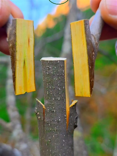 Mastering Persimmon Tree Grafting Techniques