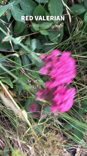 Valerian Flower: Folklore, Medicinal Uses, and History