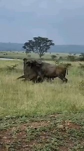 BUFFALOES FIGHTING | Jungle life