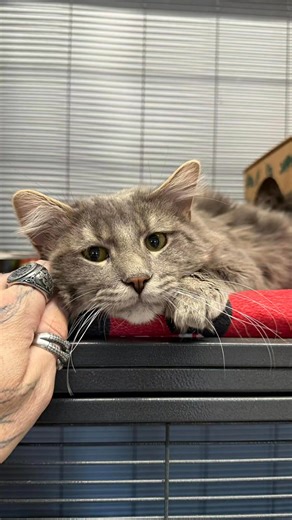 This one’s for the cat people. Meet Dilly Bean — our very own Sour Patch Kid. First he’s sweet… then he’s “okay that’s enough, peasant.” He loves affection — on his terms. He’ll soak up the pets, lean into the love, and then politely (or not so politely) let you know when he’s clocked out. Boundaries king. 2 years old 9 lbs of absolute fluff Curious, playful, and STUNNING If you appreciate a cat with personality, self-respect, and main-character energy… Dilly Bean is waiting. 📍 CARE STL 2700 Wa