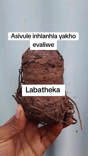 Unlocking the Healing Powers of Labatheka