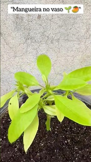 How to Change a Hose Step by Step 🌳🥭