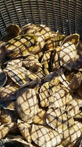 Shuck yeah, it’s Oyster Festival all October! Celebrate with us and enjoy $1 raw oysters every Tuesday, all month long. Sourced from responsible farmers, oysters help support ocean conservation. Savor every oyster and pair it with our Legally Hazy IPA. 🦪 #LegalSeaFoods #Oyster #SeafoodRestaurant #OysterLover #SeafoodTime #OysterShell | Legal Sea Foods