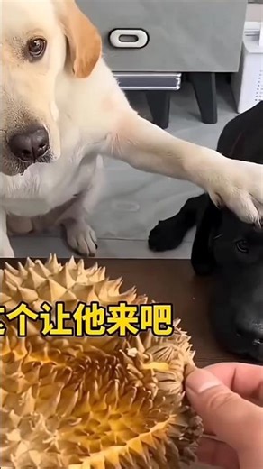 Cute Dog’s Funniest Reaction Ever 😂🐶 #shorts