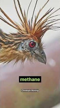 Hoatzins Are Really Weird Birds!