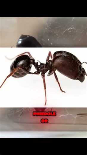 My New Rare Red Headed QUEEN ANTS!