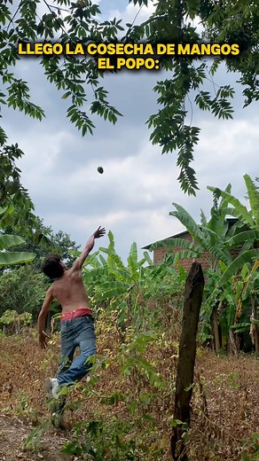 Llego la cosecha de mangos y el lo sabe muy bien 😅 | El Popo
