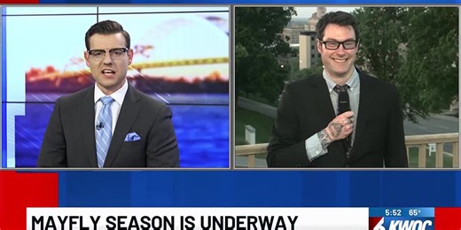 Mayflies season is here, emerging for 24 hours