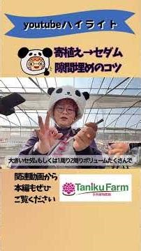 YouTubeハイライト】寄せ植えのセダムで隙間埋め苦手なタニラーさん向け！本編もぜひみてね #多肉植物 #多肉植物生産者 #succulent #セダム #寄せ植え #ワークショップ