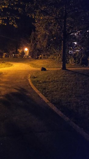 385K views · 5.8K reactions | Tudom nem a legjobb felvétel, de ezt nézzétek kivel találkoztam éjszaka, a munkából haza úton. Amúgy nem is volt egyedül, négyen voltak bandában.... hát én ilyen állatot eddig csak tévében láttam, úgyhogy picit be voltam tojva tőlük, de szerencsére ők még jobban tőlem.  (Tudom nem sütés, de érdekes élmény volt egy sütős éjszaka után) #borz #állatot #vadállatavárosban | Gábor a Házi Pék Hivatalos | Facebook