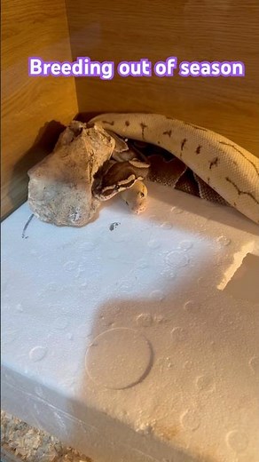 Breeding out of season but love is love I guess #ballpython #python #snake #reptiles #pets #animals