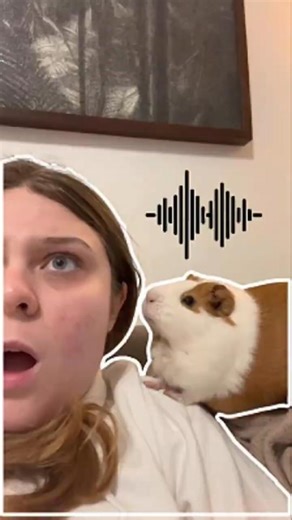 Before You Buy a Guinea Pig… Watch This First!.
