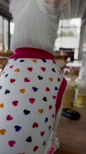 Why did the princess wink at the end of the video？ #fyp #dog #loveu #dogs #puppylove #doglover | Murat Noyan