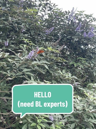 Seeking BandLab Experts for Music Mixing Help