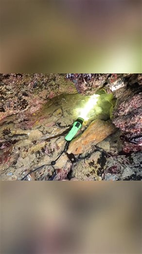 Essential Tips for Foraging Lobsters and Crabs