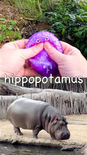 Animal Names | Kids Learn at the Stream: Hippo Hyena Pig Panda Duck