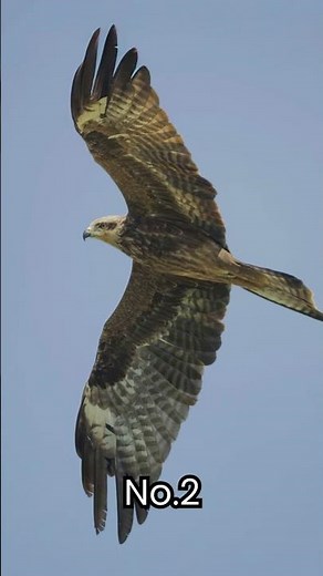 Top 5 Animals With the Fastest Reflexes