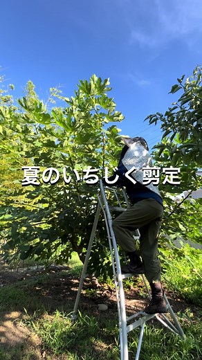 いちじく剪定のコツと果樹栽培の魅力