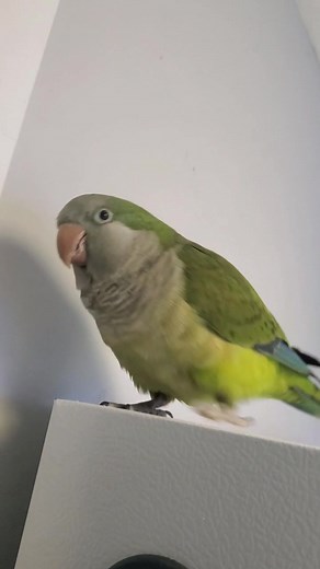 Bacon Pancakes Bird Singing | Talking Quaker Parrot