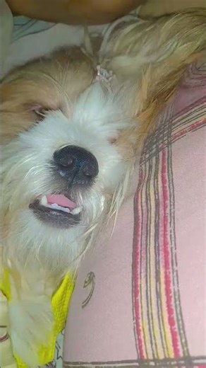 “This Is Why Lhasa Apso Dogs Are So Cute 😭💤”#shortsfeed #viral #cute #love #leo #youtubeshorts