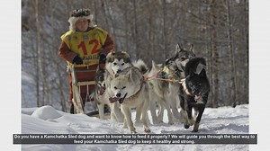 How to Properly Feed Your Kamchatka Sled Dog