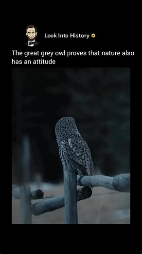 Look Into History | The Great Grey Owl is one of the largest owls on Earth 🦉 with a wingspan nearly 5 feet wide. Known for its massive facial disc and the... | Instagram