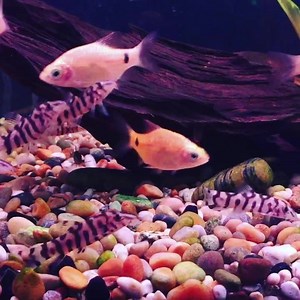 15 reactions | Rosy Barbs & YoYo Loach | Aquarium Liverpool | Facebook