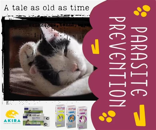 🐾 𝐏𝐚𝐫𝐚𝐬𝐢𝐭𝐞 𝐏𝐫𝐞𝐯𝐞𝐧𝐭𝐢𝐨𝐧 𝐟𝐨𝐫 𝐂𝐚𝐭𝐬 & 𝐃𝐨𝐠𝐬: 𝐅𝐚𝐜𝐭𝐬, 𝐍𝐨𝐭 𝐌𝐲𝐭𝐡𝐬 🐾 Parasite prevention is one of the most important steps you can take to protect your pet’s health—but there’s a lot of misinformation out there. Let’s break it down. 🛡️ 𝐏𝐚𝐫𝐚𝐬𝐢𝐭𝐞 𝐩𝐫𝐞𝐯𝐞𝐧𝐭𝐢𝐨𝐧 𝐨𝐩𝐭𝐢𝐨𝐧𝐬 𝐚𝐯𝐚𝐢𝐥𝐚𝐛𝐥𝐞: • Topical treatments (spot-ons): Applied to the skin to protect against fleas, ticks, and some worms • Oral preventatives: Flavoured tablets or chews that p