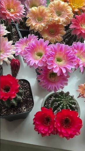 Stunning Cactus Flower Blooming | Nature’s Magic 🌸