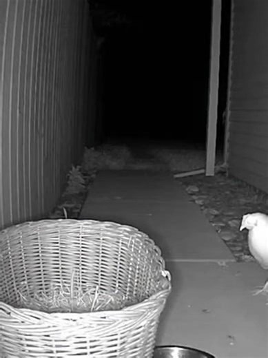 Something appeared in front of my house and tried to steal my chicken coops. #fyp #horror #chicken #paranormal #help