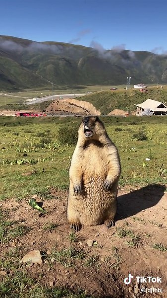 Scream😂😂😂#groundhog #foryou #foryourpage #foryourpage #groundhogday #friends